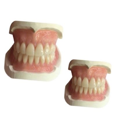 CAD 틀니 치아 실험실 캠 충돌 3D 인쇄된 치아 보철물 냇루랄 음영